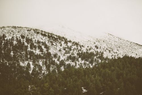 Medžiai, Kalvos, Sniegas, Rūko Pobūdis
