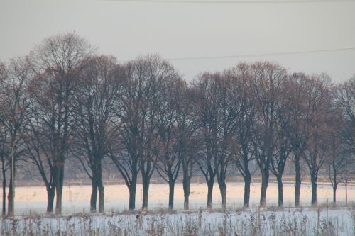 Medžiai, Žiema, Sniego Kraštovaizdis, Panorama