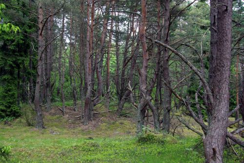 Medžiai, Miškas, Aplinka, Natūralus, Estonia