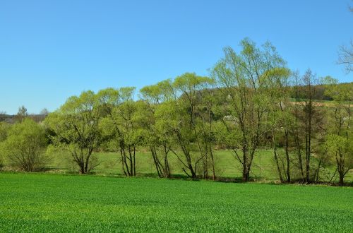 Medžiai, Žalias, Balandis, Kraštovaizdis, Pavasaris, Laukas