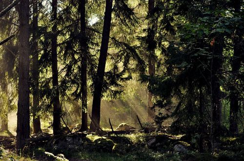 Medžiai,  Miškas,  Švedija,  Kraštovaizdis,  Gamta