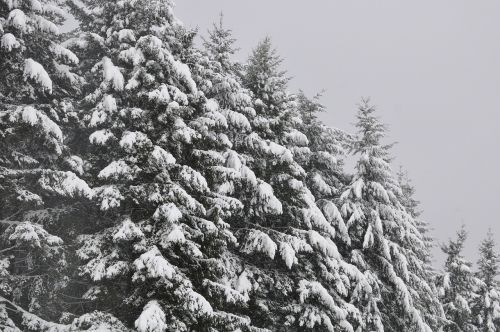 Medžiai, Eglės, Sniegas, Žiema, Medis, Žiemą, Miškas, Spygliuočių Miškas, Eglė