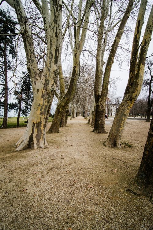 Medžiai, Vengrija, Parkas