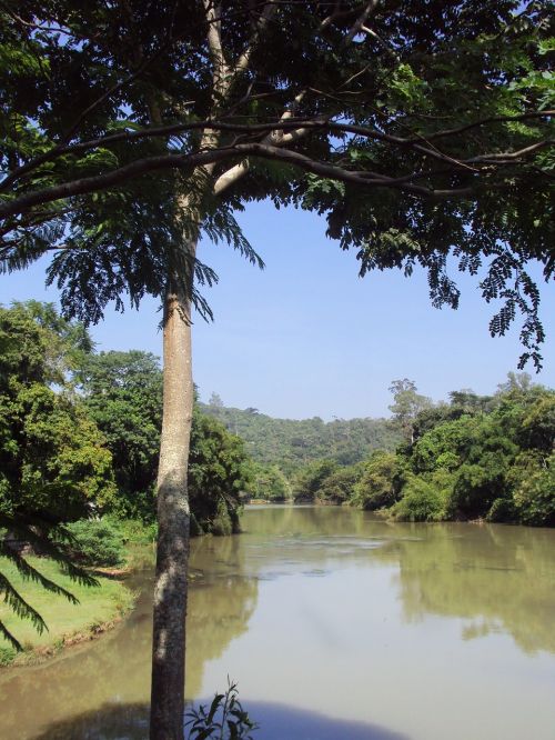 Medžiai,  Gamta,  Dangus,  Mėlynas Dangus,  Plaukioja,  Upė,  Pietų Paraiba,  Guararema,  San Paulas Brazilija