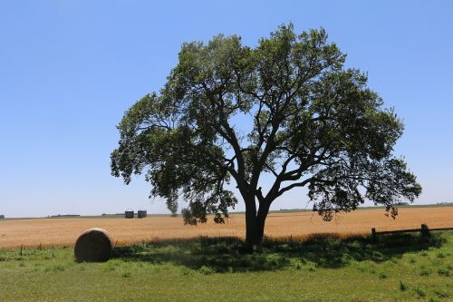 Medžiai, Mėlynas Dangus, Laukas, Vasara, Kraštovaizdis, Gamta