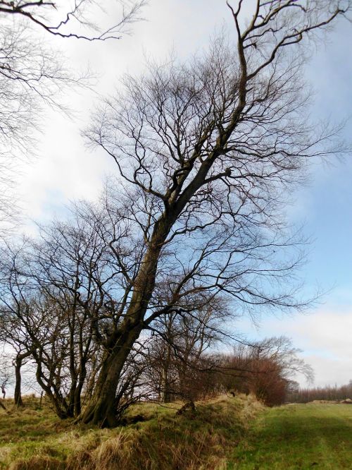 Ruduo, Didelis Medis, Škotija