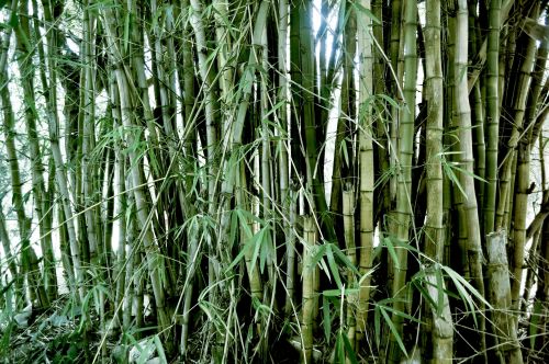 Bambukas,  Augalai,  Gamta,  Lapija,  Žalias,  Medžiai,  Miškas,  Medžiai Ir Žalumynai 14