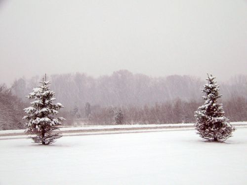 Sniegas,  Visžalis,  Medžiai,  Kalėdos,  Xmas,  Žiema,  Medžiai Ir Kelias Sniego Dugne
