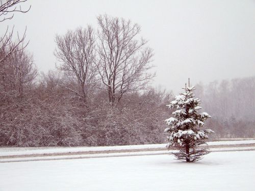 Sniegas,  Visžalis,  Medžiai,  Kalėdos,  Xmas,  Žiema,  Kelias,  Medžiai Ir Kelias Sniego Dugne