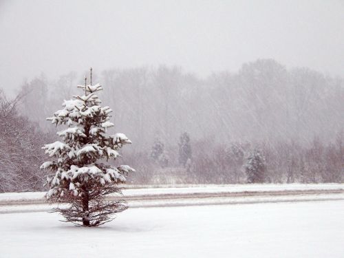 Sniegas,  Medžiai,  Kalėdos,  Xmas,  Žiema,  Medžiai Ir Kelias Sniego Dugne