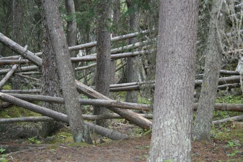 Medžiai,  Miškas,  Medžiai Miškas