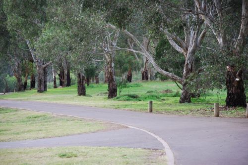 Medžiai,  Parkas,  Australia,  Medžiai Parke