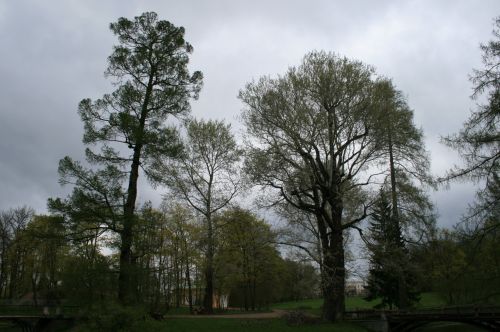 Medžiai,  Aukštas,  Dangus,  Pilka,  Turtas,  Medžiai Sodu Tsarskoje Selo