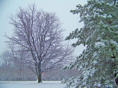 Medžiai,  Sniegas,  Žiema,  Kalėdos,  Xmas,  Sniego Medžiai