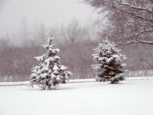 Sniegas,  Medžiai,  Kalėdos,  Xmas,  Žiema,  Sniego Medžiai