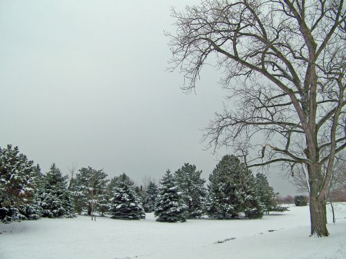 Medžiai,  Sniegas,  Žiema,  Sniego Medžiai