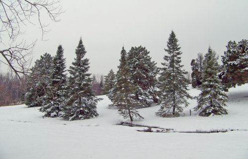 Medžiai,  Sniegas,  Žiema,  Sniego Medžiai