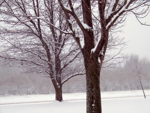 Sniegas,  Medžiai,  Kalėdos,  Xmas,  Žiema,  Medžiai Sniege