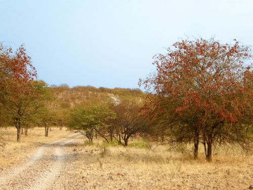 Medis,  Medžiai,  Dykuma,  Namibija,  Namibian & Nbsp,  Dykuma,  Purvas,  Purvinas & Nbsp,  Kelias,  Plikas,  Nevaisinga,  Dulkėtas,  Dulkingas & Nbsp,  Takelis,  Medžiai,  Dengianti Dykumos Kelią