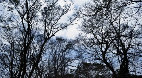 Medžiai,  Siluetas,  Gamta,  Žiema,  Dangus,  Juoda,  Treescape 01