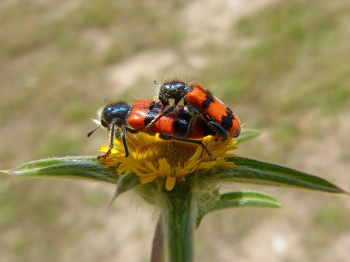 Trichodes Apiarius,  Coleoptera,  Vabaliukas,  Juoda Ir Oranžinė,  Gėlė,  Vabzdžiai Copulating,  Vabzdžių Veisimosi