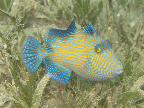 Triggerfish, Jaunos Žuvys, Rotesmeier, Povandeninis