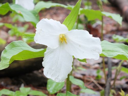 Trillium, Wildflower, Ontarijas, Gamta, Balta, Gėlė, Botanikos