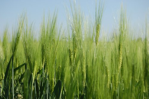 Triticum,  Grūdai,  Renkama