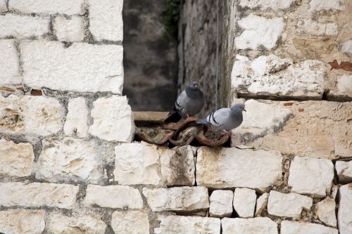 Trogiras, Zidinas, Golub