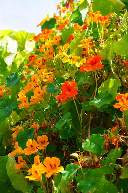 Tropaeolum Majus, Gėlės, Raudona Oranžinė, Nasturtium, Tropaeolum, Karabinai Šiltnamyje, Tropaeolaceae, Gėlė, Augalas, Oranžinė, Flora