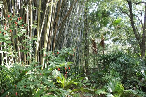 Atogrąžų, Bambukas, Bambuko Miškas, Džiunglės