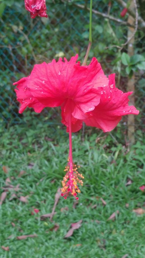 Atogrąžų, Gėlės, Kota Kinabalu