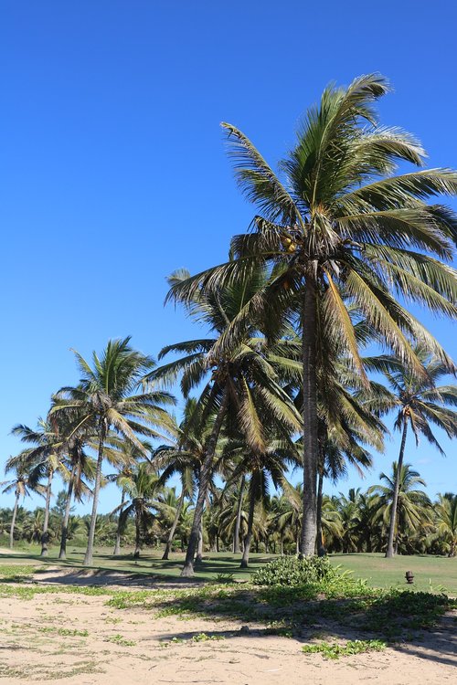 Tropical,  Papludimys,  Vasara,  Smėlis,  Egzotiškas,  Kelionė,  Delnas