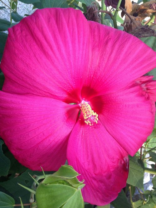Atogrąžų, Gėlė, Rožinis, Gamta, Gėlių, Vasara, Tropinės Gėlės, Egzotiškas, Augalas, Žiedas, Hawaii, Hibiscus, Havajų Gėlės