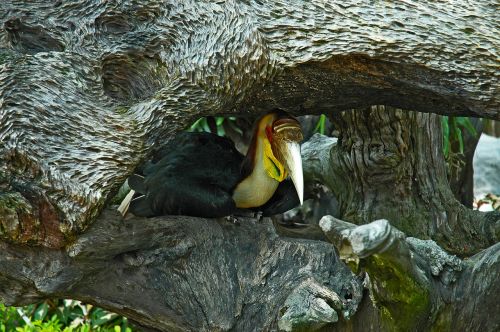 Atogrąžų Paukštis, Toucan, Tailandas