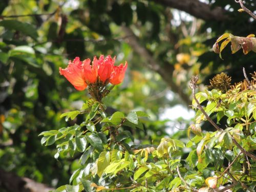 Tropinės Gėlės, Kraštovaizdis, Gamta