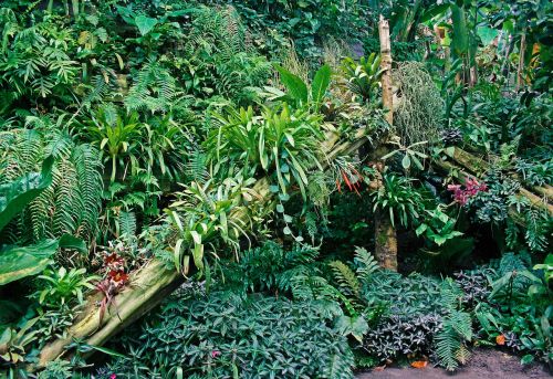 Tropiniai Augalai, Rodyti, Džiunglės, Atogrąžų, Žalias, Gamta, Augalas, Šviežias, Dekoratyvinis, Aplinka