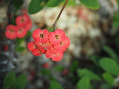 Tropiniai Augalai, Euphorbia Milii, Gėlės, Raudona