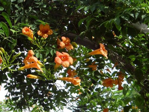 Trimito Vynmedis, Stovyklos Grandiflora, Tecoma Grandiflora, Campsis Chinensis, Gėlė, Indija