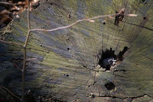 Bagažinė,  Iškirsti Medį,  Gulėti Sandėlyje,  Próchniejący Atsargų,  Bagažinės Skerspjūvis,  Stiklainiai,  Įtrūkimai,  Skylė,  Pilka,  Kerpės,  Palengvėjimas,  Figūra,  Grindų Blokas,  Sprigas,  Senas,  Jaunas,  Gamta,  Gyvenimo Ciklas,  Mediena,  Pavasaris