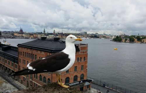 Trut, Stockholm, Paukščio Skrydžio Vaizdas, Kajakas