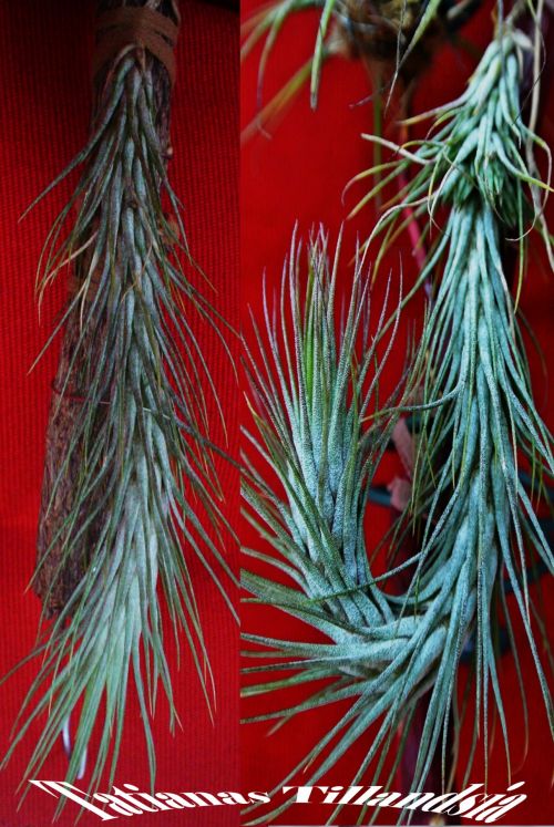 Tillandsia,  Funckiana,  Gėlės,  Gėlė,  Žydėti,  Tillandsia Funckiana