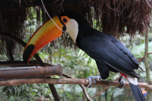 Tucano, Fauna, Brazilija, Gamta, Paukštis, Ilgas Snapelis