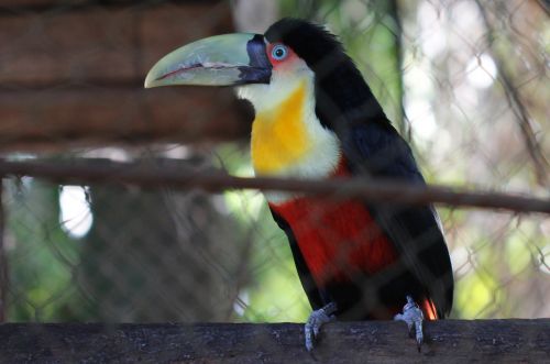 Tucano, Zoologijos Sodas, Gamta, Paukštis