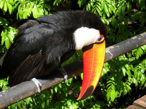 Tucano, Paukštis, Brazilija, Gamta, Katarakta, Važiuoti, Iguazu Patenka, Miškas, Gyvūnai