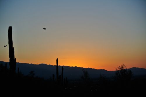 Tucson,  Saulėtekis,  Kraštovaizdis,  Gamta,  Tuksono Saulėtekis