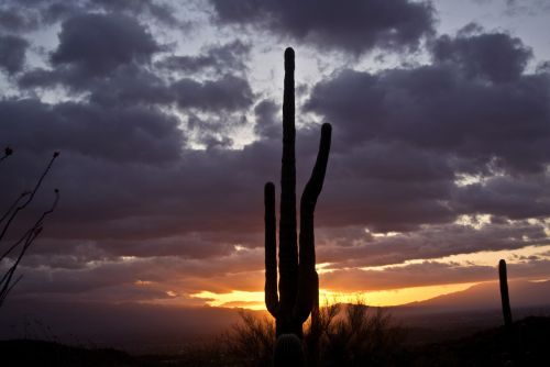 Tucson,  Kalnai,  Saulėtekis,  Kraštovaizdis,  Kaktusas,  Tuksono Saulėtekis