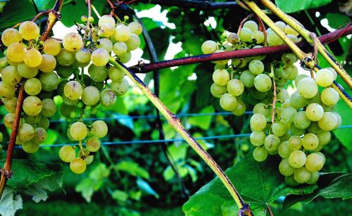 Vilkimo Kalnų Vynuogynai, Vynuogių Vynuogių, Vynas, Upstate New York, 1, 000 Salų Regionas