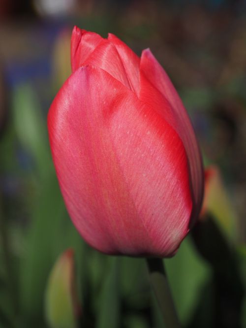 Tulpė, Raudona, Gėlė, Pavasaris, Uždaryti, Spalvinga, Spalva, Tulipa, Lelija, Liliaceae, Dekoratyviniai Augalai, Veislinis Tulpis