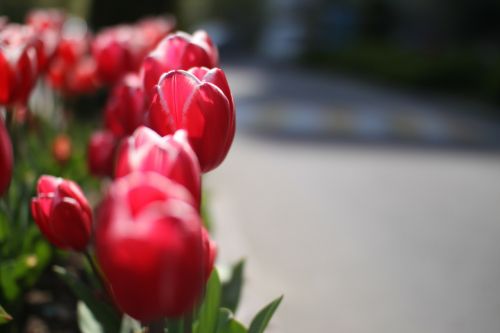 Tulpė, Gėlės, Pavasaris
